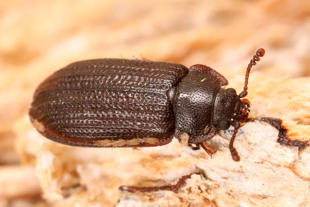Grynocharis oblonga - photo 2