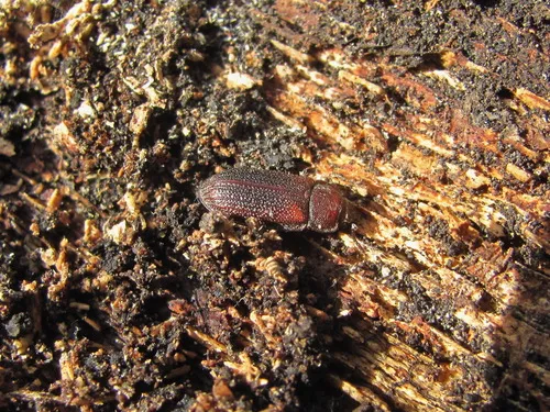 Grynocharis pubescens