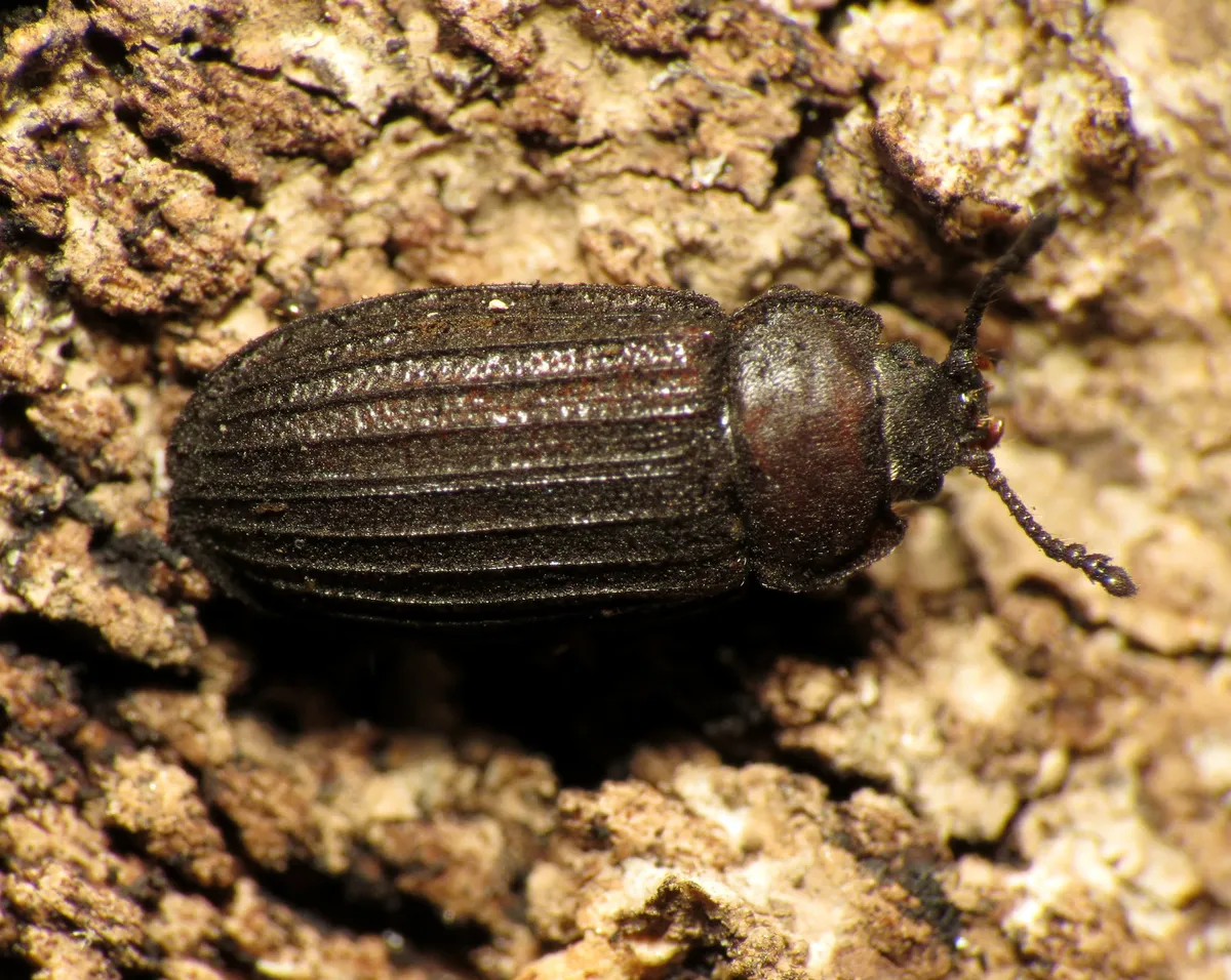 Grynocharis quadrilineata - photo 3