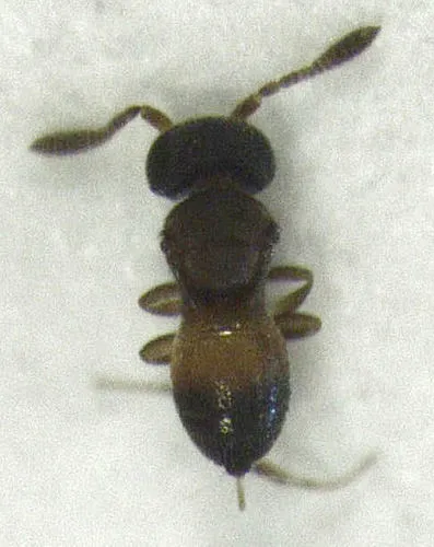 Gryon misellum
