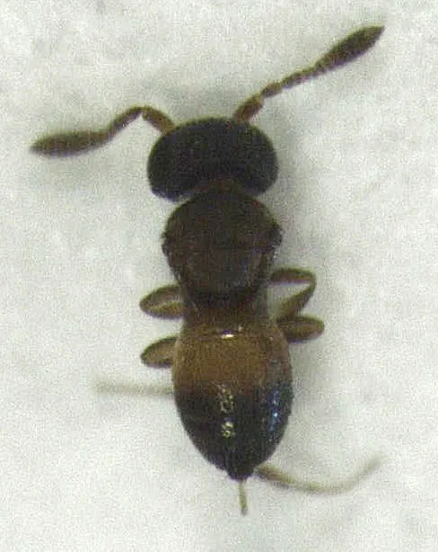 Gryon misellum - photo 2