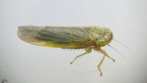 Grypotes puncticollis