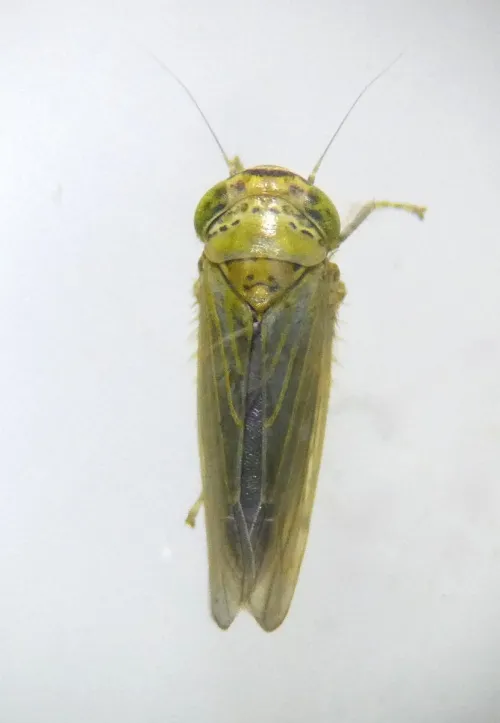 Grypotes puncticollis - photo 2