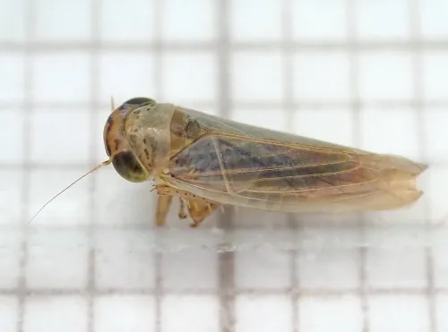 Grypotes puncticollis - photo 3