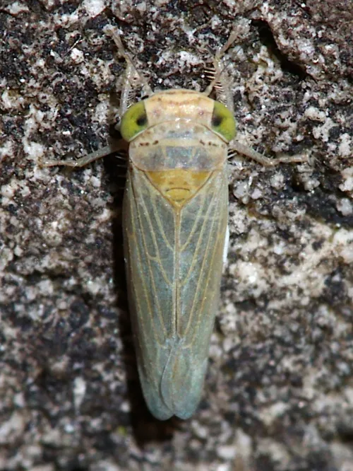 Grypotes puncticollis - photo 4
