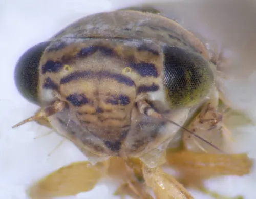 Grypotes puncticollis - photo 5
