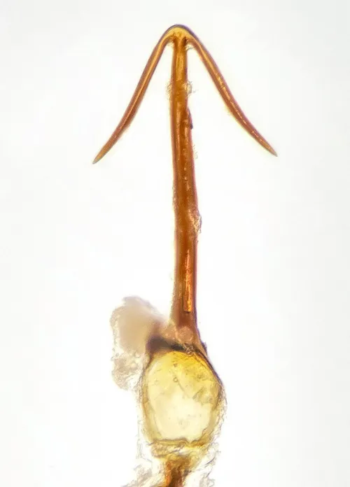 Grypotes puncticollis - photo 6