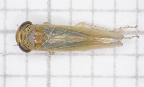 Grypotes puncticollis - photo 7