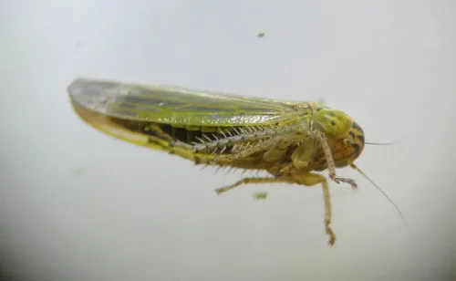 Grypotes puncticollis - photo 8