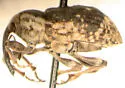 Grypus equiseti - photo 2