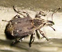 Grypus equiseti - photo 5
