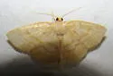 False Yellow-dusted Cream - Hodges#6815