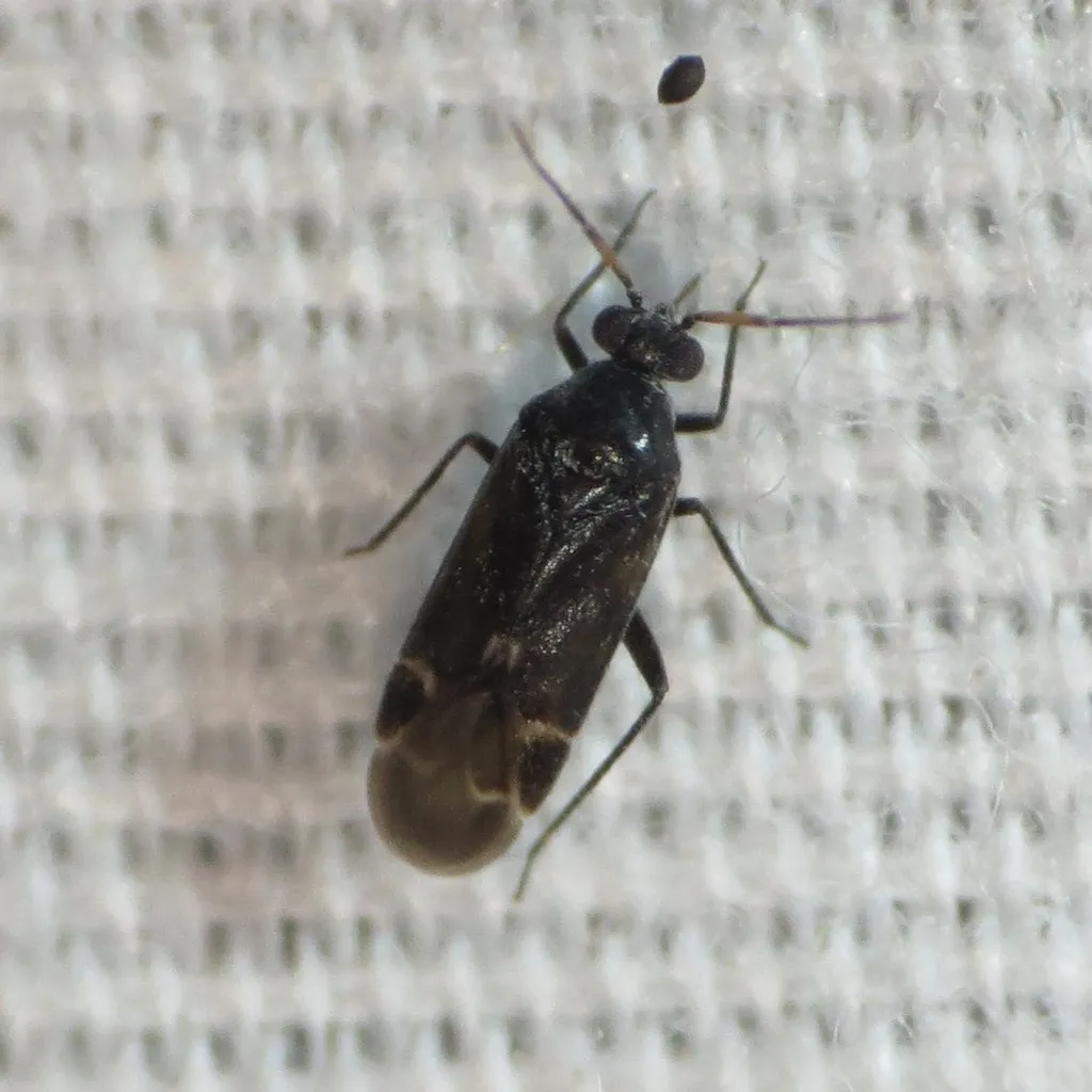 Guentherocoris atritibialis - photo 2