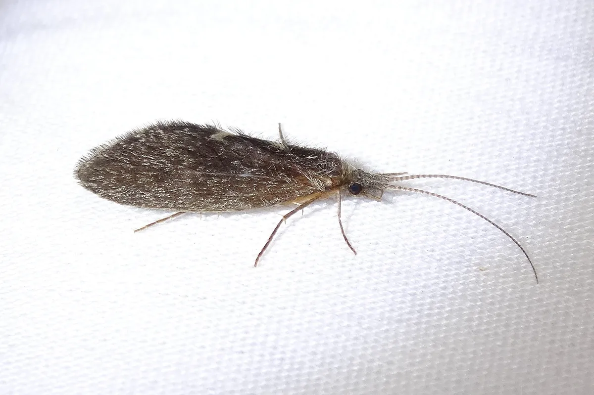 Gumaga griseola