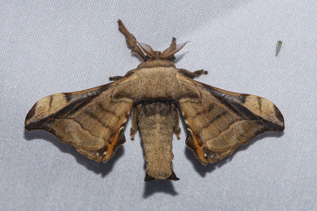 Gunda javanica - photo 3