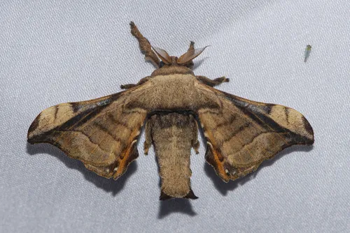 Gunda javanica - photo 4