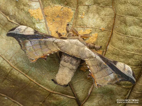 Gunda javanica - photo 5