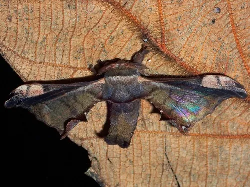 Gunda javanica - photo 6