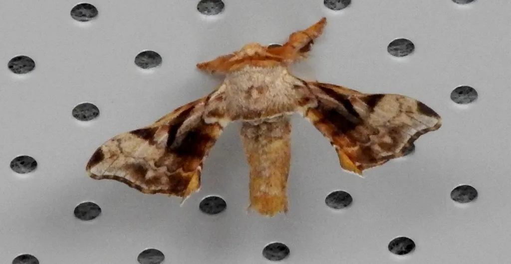 Gunda ochracea - photo 2