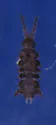 Guthriella muskegis - photo 2