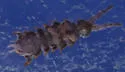 Guthriella muskegis - photo 3