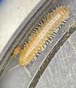 Gyalostethus monticolens