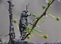Gyascutus (Stictocera) caelatus