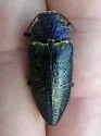 Gyascutus (Stictocera) caelatus - photo 2