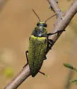 Gyascutus (Stictocera) caelatus - photo 3
