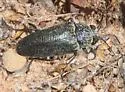 Gyascutus (Stictocera) caelatus - photo 4