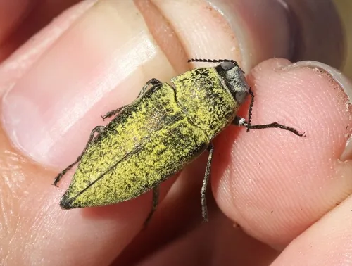 Gyascutus carolinensis - Gyascutus carolinensis