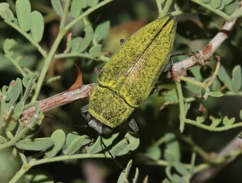 Gyascutus carolinensis - photo 2