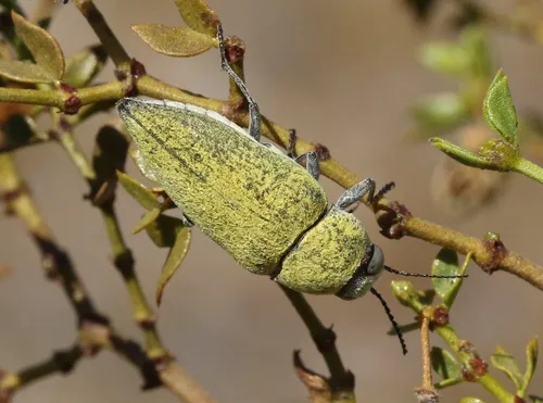 Gyascutus carolinensis - photo 3