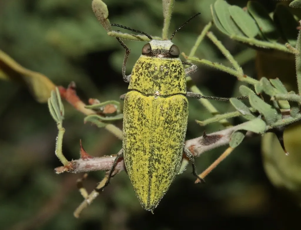 Gyascutus carolinensis - photo 4