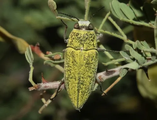 Gyascutus carolinensis - photo 5