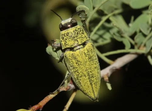 Gyascutus carolinensis - photo 6
