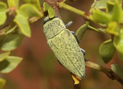Gyascutus carolinensis - photo 8