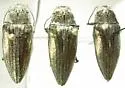 Gyascutus dianae
