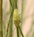 Gyascutus dianae - photo 2