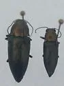 Gyascutus dianae - photo 3