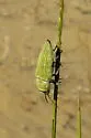 Gyascutus dianae - photo 4