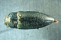 Gyascutus fulgidus