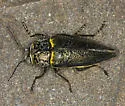 Gyascutus fulgidus - photo 2