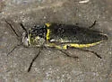 Gyascutus fulgidus - photo 3