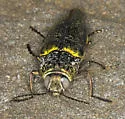Gyascutus fulgidus - photo 4