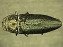 Gyascutus jeanae