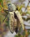 Gyascutus planicosta - photo 2