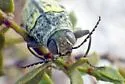 Gyascutus planicosta - photo 3
