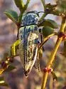 Gyascutus planicosta - photo 4