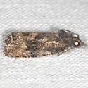 Gymnandrosoma desotanum - Hodges#3496